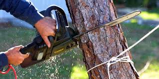  Sebring, OH Tree Services Pros