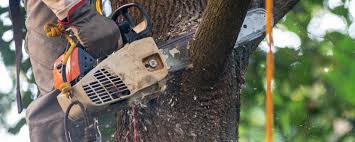 Best Tree and Shrub Care  in Sebring, OH