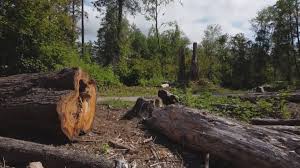 Best Stump Grinding and Removal  in Sebring, OH