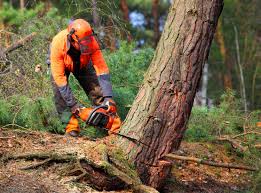 Best Storm Damage Tree Cleanup  in Sebring, OH