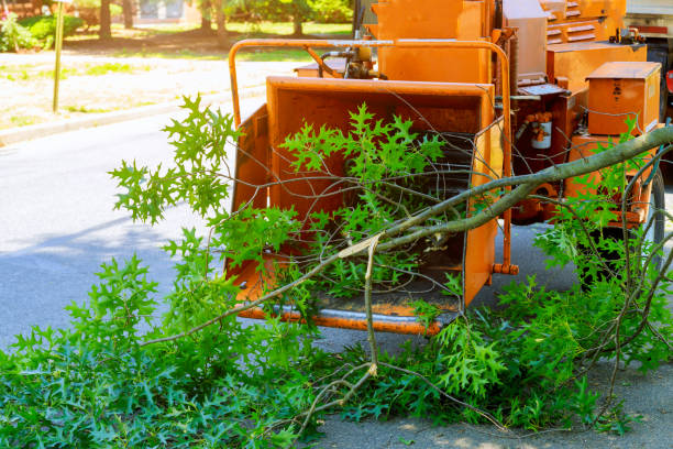 Best Tree Cabling and Bracing  in Sebring, OH