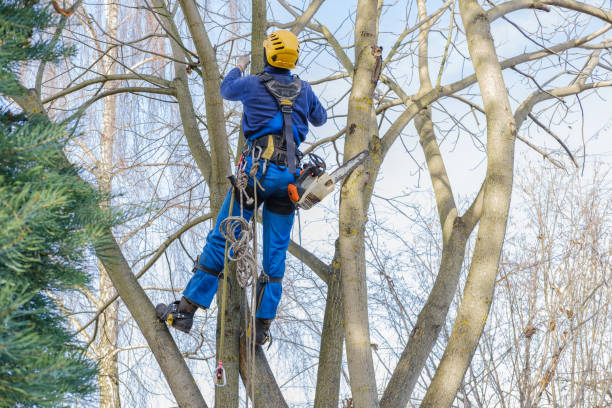 Best Tree Trimming and Pruning  in Sebring, OH