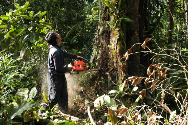 Best Commercial Tree Services  in Sebring, OH