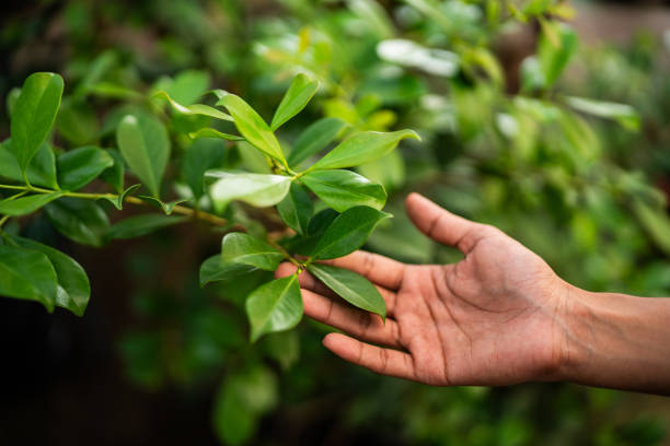 Best Tree Risk Assessment  in Sebring, OH