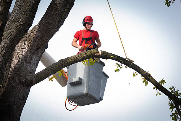 Best Tree Disease Treatment  in Sebring, OH
