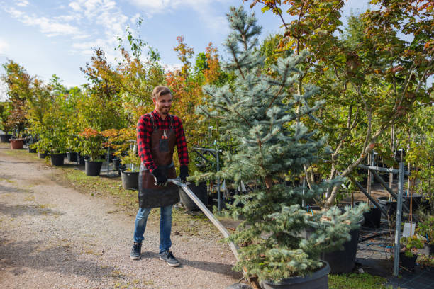 Best Weed Control  in Sebring, OH