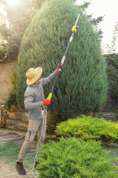 Best Lawn Renovation and Restoration  in Sebring, OH
